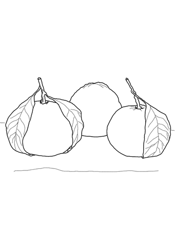 Mandarin Orange Coloring Page